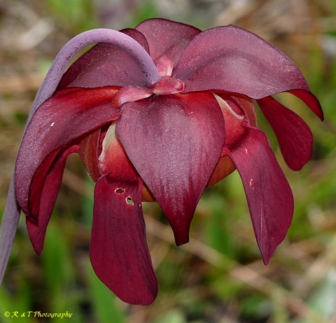 {Sarracenia leucophylla}